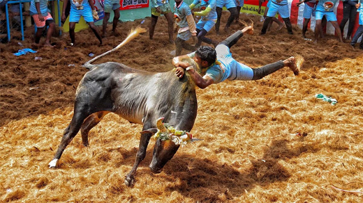 Jallikattu 